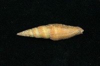 藏品(紅筆螺)的圖片